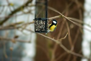 Vogelpark Maria Veen
