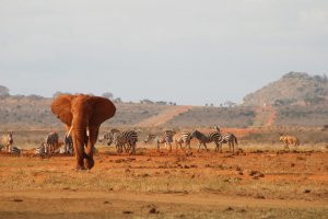 Kenia