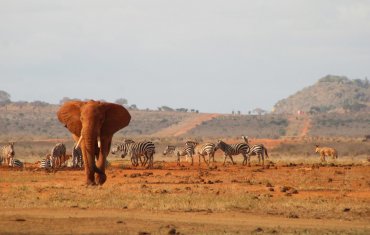 Kenia