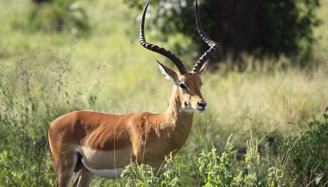 Wildpark Frankenhof